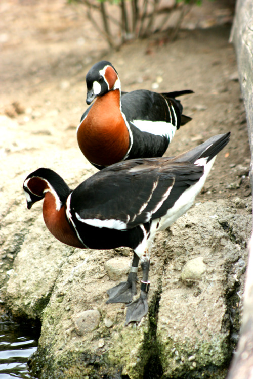 Porn Pics twilightsolo-photography:  Red-Breasted GooseOne