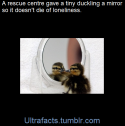 ultrafacts:  In 2011, a lonely duckling separated from its family at birth has been saved thanks to a mirror - which has become its only friend. Seven-day-old Alice was taken to a rescue centre after being mauled by a gull at just one day old. But the