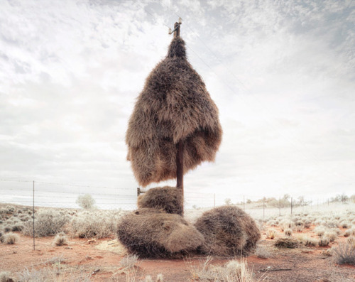 Massive Bird Nests Built on Telephone Poles in Southern Africa are Home to Multiple Species of Birds by Christopher @ Colossal No these aren’t haystacks stuck in a phone pole. Visit the Kalahari Desert in the south of Africa and you’re bound to run