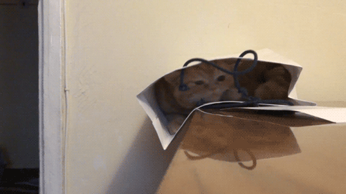 disgustinganimals:  colonel—dog:  buzzfeed:  sometimes “if i fits, i sits” isn’t the best motto.  so is there a scientific animal behaviorist or whatever reason for cats just trying to squeeze into everything?  a clever ruse. don’t fall for