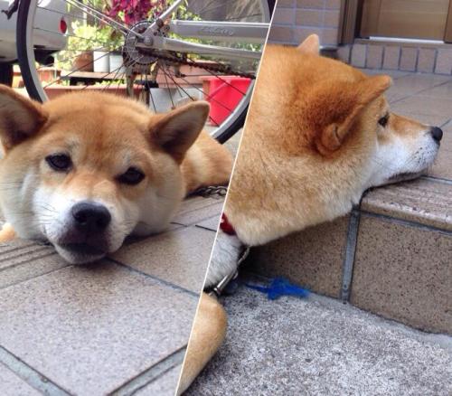 tayrezi:  Shiba Inu compilation 