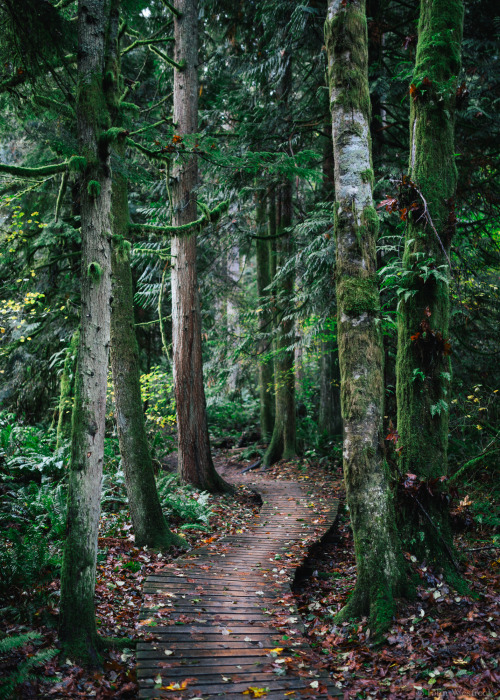 itakephotosofallthethings:  Autumn Walker Issaquah, WA More photos by John Westrock on Flickr. 