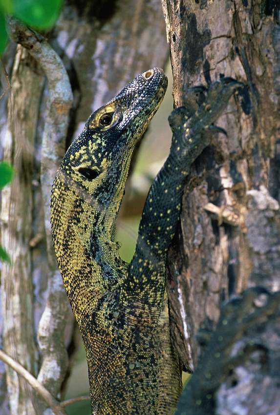 Reptile World