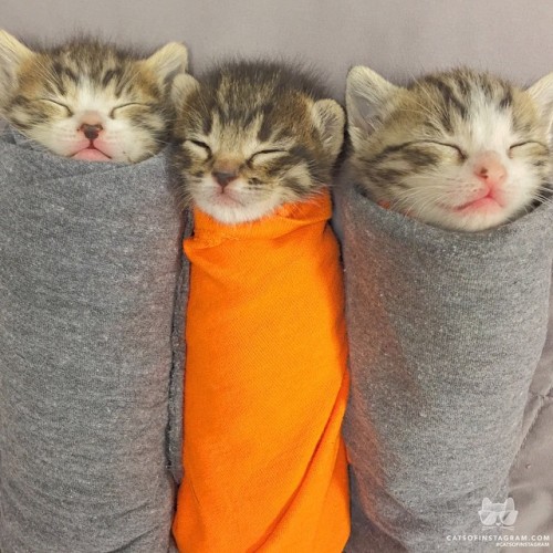 catsofinstagram:From @yohananddesmond: “Delicious purritos!” #catsofinstagram [source: http://ift.tt