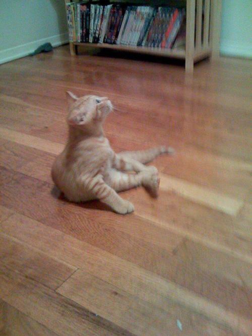 catsoverloaded