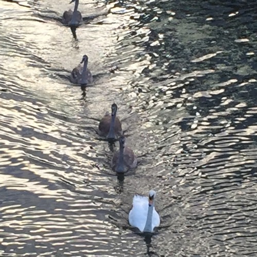 Swans in evening convoy….near Kings Cross Station, London Source: Zacapatista, 2015