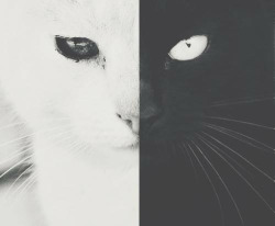 holdudown:  i5x:  Black and white cat  myworld♡ 