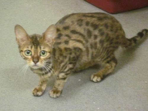 izanyanorihara: xibalbadance: From my Facebook: Southern California Bengal Breeder died recently wit