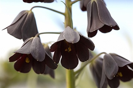 Porn Pics sixpenceee:  Fritillaria persica grows natively