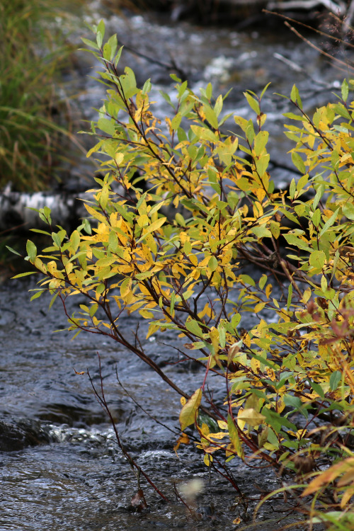 The colours and textures of Vedungsfjällen nature reserve, Dalarna, Sweden.