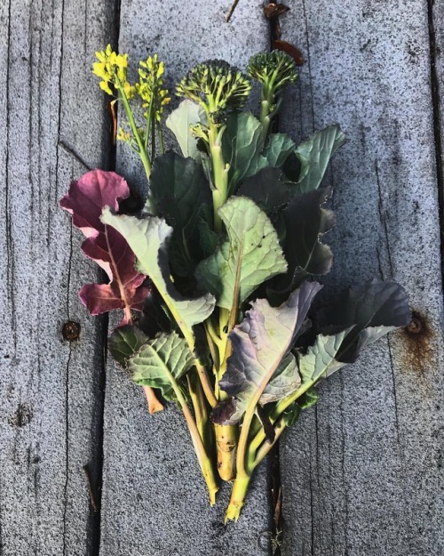My broccoli crop didn’t go so well, but it made for a lovely photo. #gardening #horiculture #a