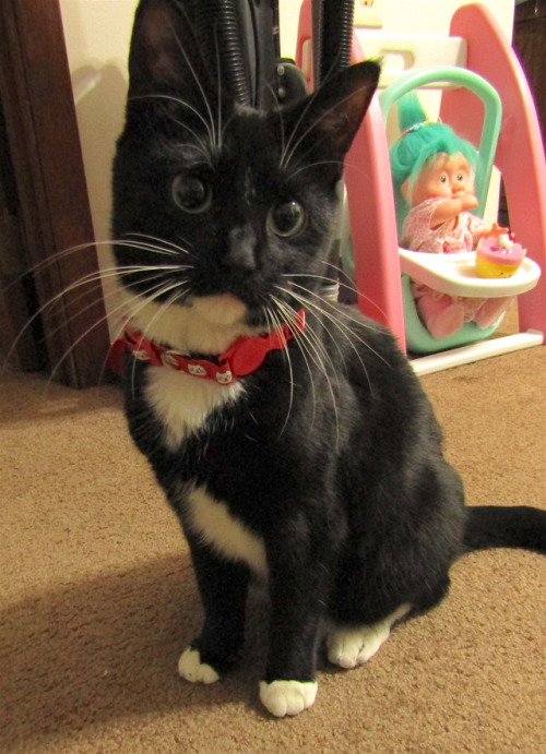 sppaade:coolcatgroup:ronithecat:Roni has a new collar!Hi Roni! You are adorable! if roni asked for m
