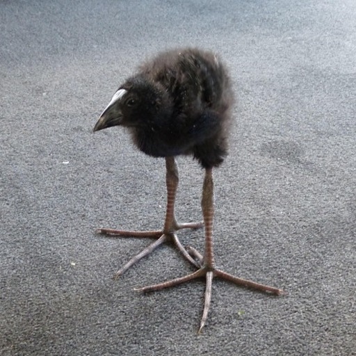 jaubaius:  This tiny Tawny Frogmouth chick