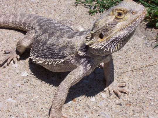 myste971 replied to your post:Do you have a favorite animal?BEARDED LIZARDS?bearded lizards