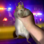 aristocratic-rats