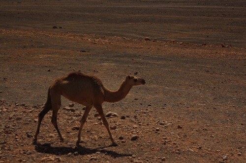 dromedary