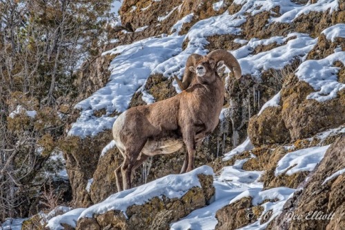 wigmund: From NatHab/WWF Wildlife Photo of the Day; March 23, 2018:  Mountain RoyaltyDee Elliott Spe