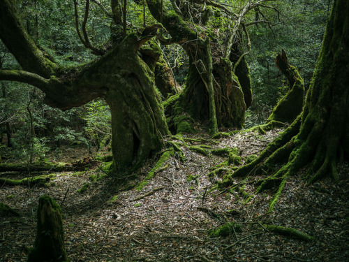 nevver: Into the Woods, Raphael Olivier