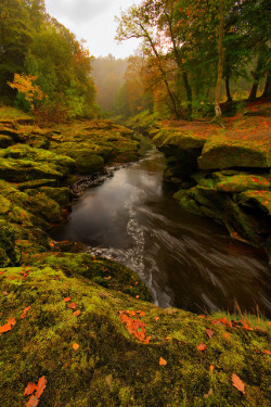 tulipnight:  Autumnal by kokoro1 on Flickr.