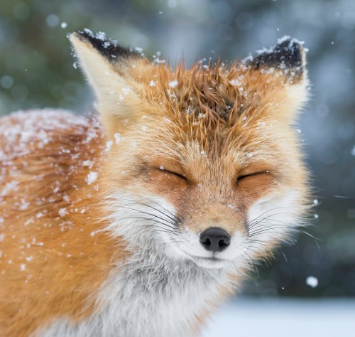 beautiful-wildlife: The face of winter by Daniel Parent