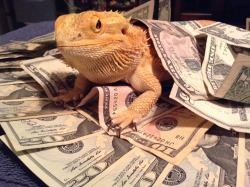 yeahponcho:  this is the money lizard. reblog and maybe get money if poncho is feeling like sharing today 