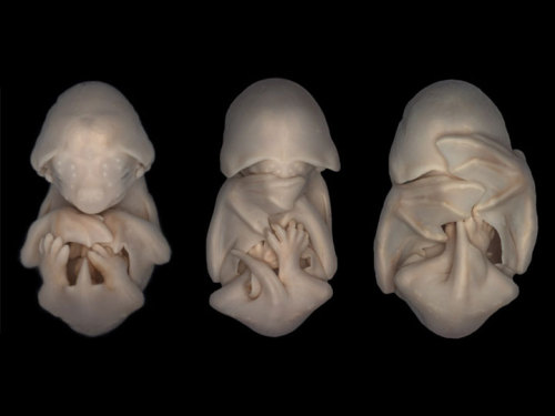 scienceisbeauty:  Cute. Unborn animals in the womb: dolphin, leopard, tiger shark, elephant, bats and chihuahua. (via ViralNova) 
