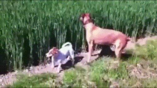 redditfront:  Land Dolphins - via http://ift.tt/2fa9Fkx