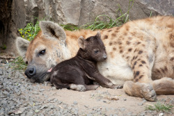 thepredatorblog:  minimato:  bonus spotted hyena (Crocuta crocuta) [x] [x] [x] [x]  