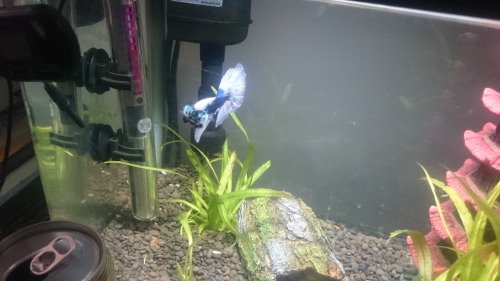 kitsfishtanks:I’m thinking he shall be Posiedon? Thoughts?