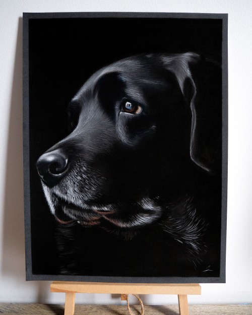 shaymusart:My latest commissioned drawing of this beautiful black Labrador, drawn using pastels. Com