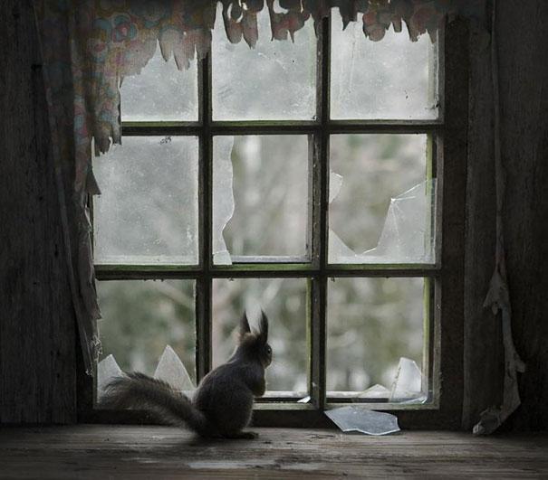 catsbeaversandducks:Abandoned House in the Woods Taken Over by Wild Animals Finnish