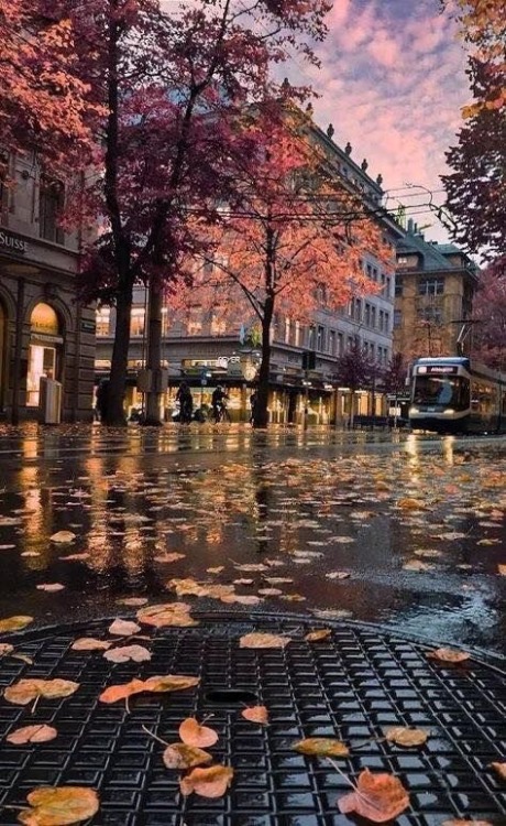 autumn-rainy:Autumn in the streets.