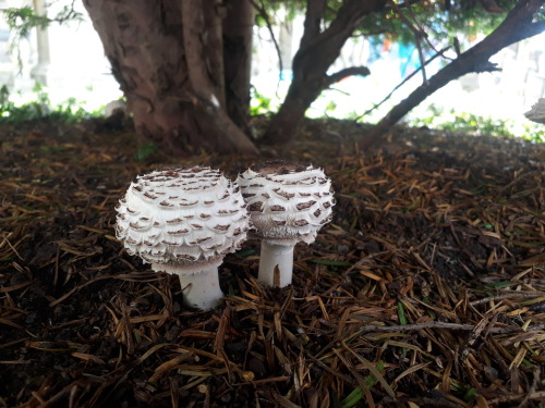 Sheffield, UK, August 2021Shaggy parasol (Chlorophyllum rhacodes)Poisonous look-a-like to the edible