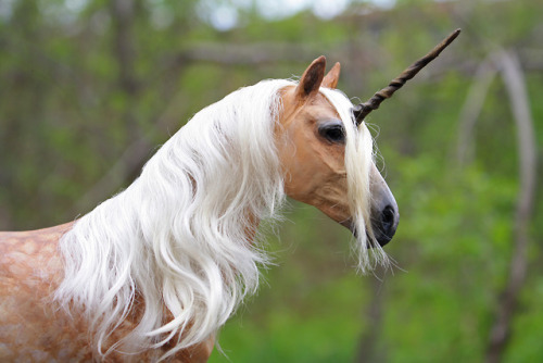 One of a kind palomino unicorn named “Orthoclase”she is made from polymer clay over