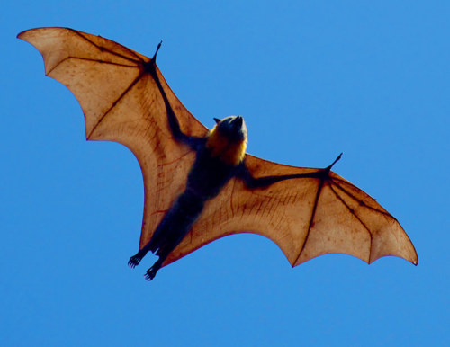 currentsinbiology:Flying fox - a very large bat. They live in the tropics and subtropics of Asia, Au