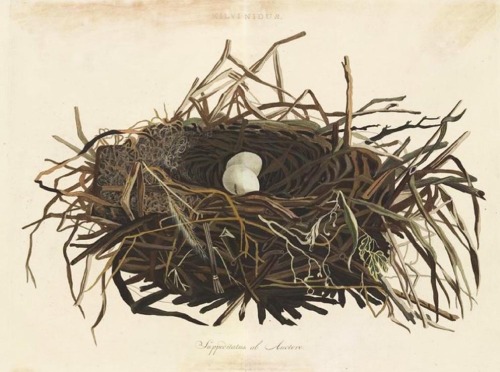 Nest of a kite, from Birds of Netherlands by Cornelis Nozeman. Engavings by Sepp &amp; Son, 1770-182