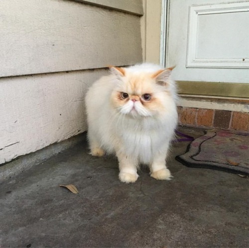 lucifurfluffypants:Omg, Disciples. The weather does not suck today. #fluffypantsdaily #fall #feelsli