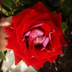 Red Rose  (at Hacienda Pèrez-Garcia)