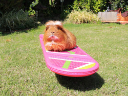 guineapiggies:  AdrianMakarov - Fluffball the Guinea Pig riding a Hover Board 			 				 			  			 			  		  		 			1.21 Pigawatwats ;)