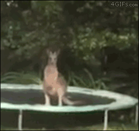 Kangaroo doesn’t understand trampolines