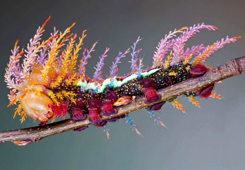 flicker-serthes:jamesusilljournal:Caterpillarof the Saturniidae MothFae