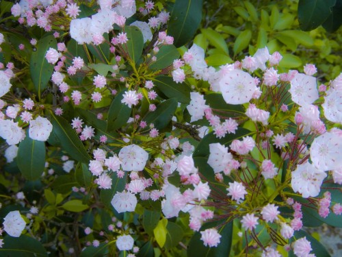 reg-darling:Reg Darling, Rimrock, Allegheny National Forest, June 2013