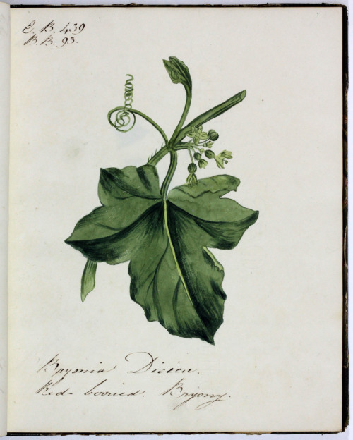 michaelmoonsbookshop:A bound volume of original botanic illustrations including flowers plants and f