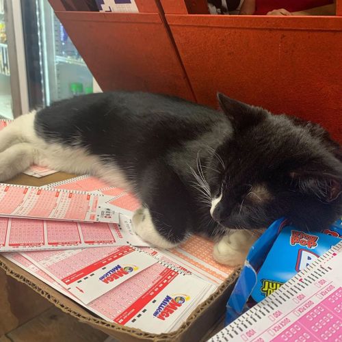 Bodega cat lying on some lottery tickets. He’s already won something: my heart. #bodegacats #c