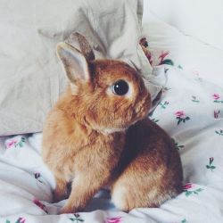 inbreed:  BUN BUN