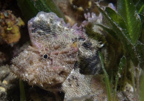 During a recent night dive on the Yorke Peninsula we observed this velvetfish hanging out with a str