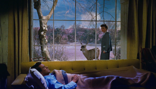 All That Heaven Allows (Douglas Sirk, 1955)