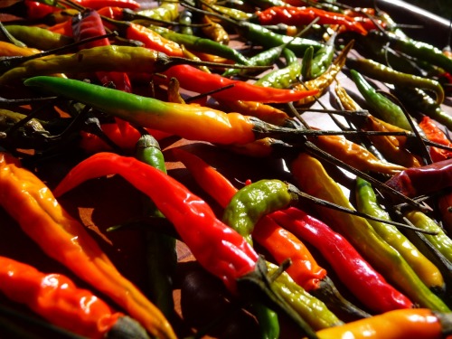 Chili’s drying in the April sun . 