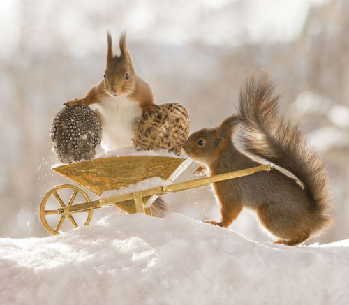 Easter squirrel photos by Geert Weggen