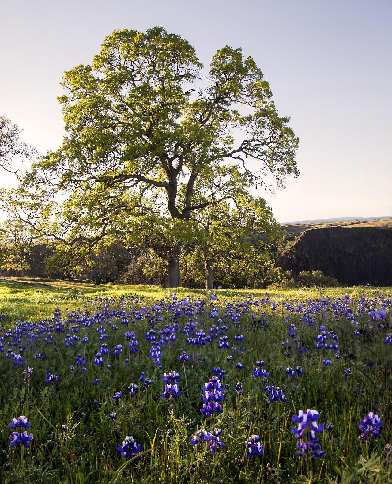 earthporn:  Oak and Lupins, North Table Mountain, California [OC][3482x4299] by: